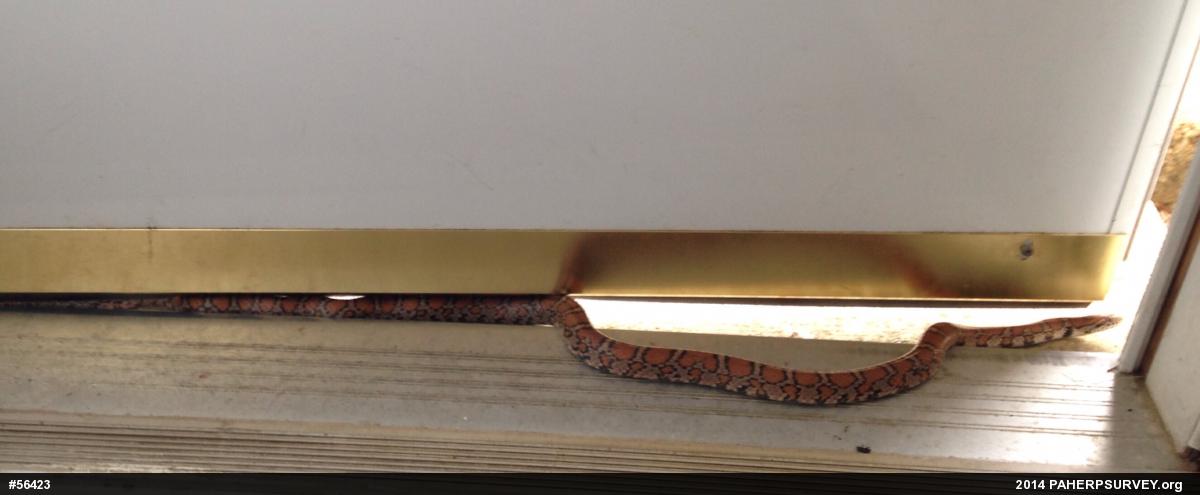 Eastern Milksnake