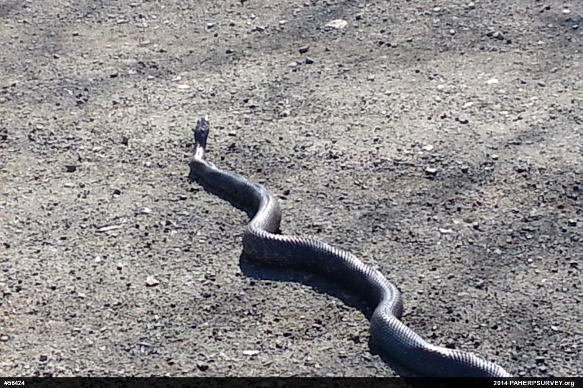 Eastern Ratsnake