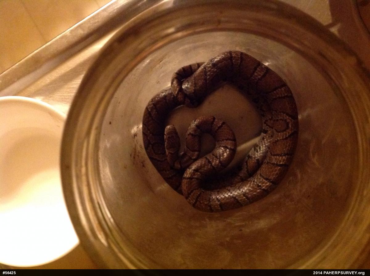 Eastern Milksnake