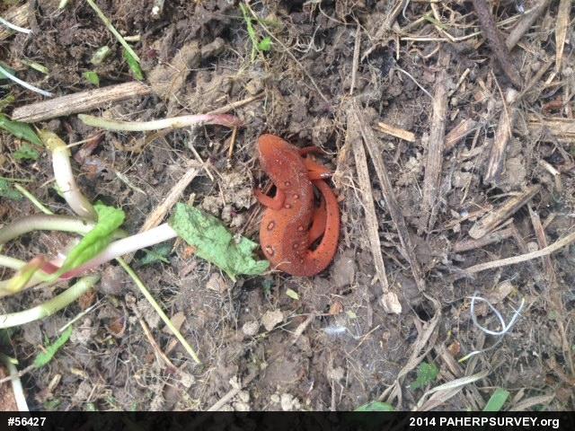 Red-spotted Newt