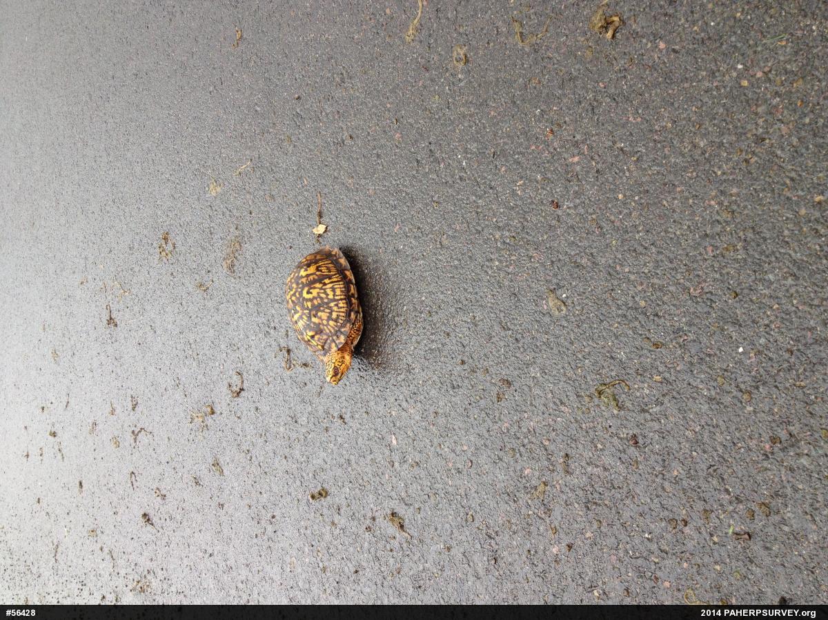 Eastern Box Turtle