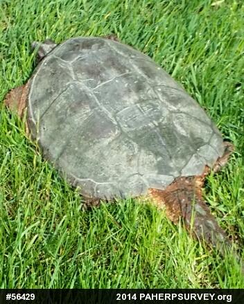 Snapping Turtle