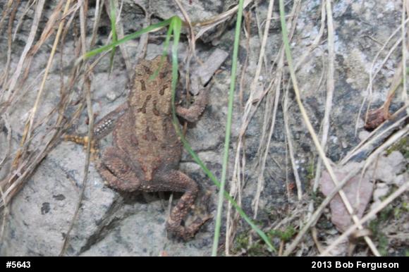 Eastern American Toad