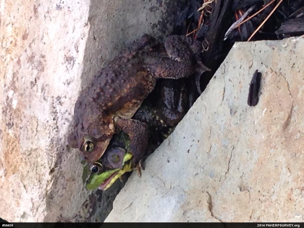 Eastern American Toad