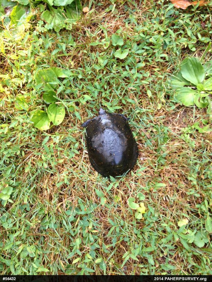 Spotted Turtle