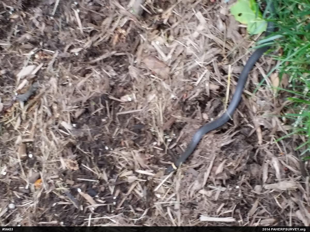Northern Ring-necked Snake