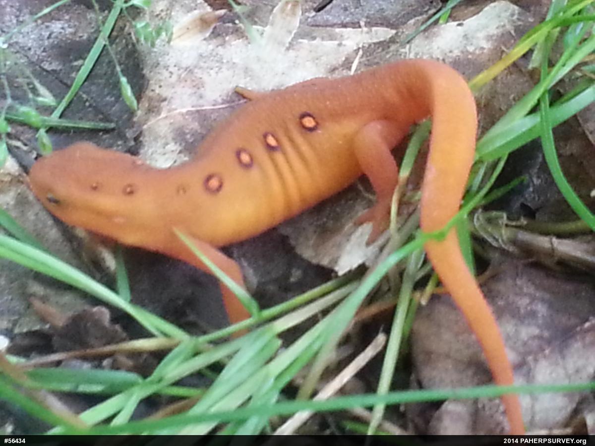 Red-spotted Newt
