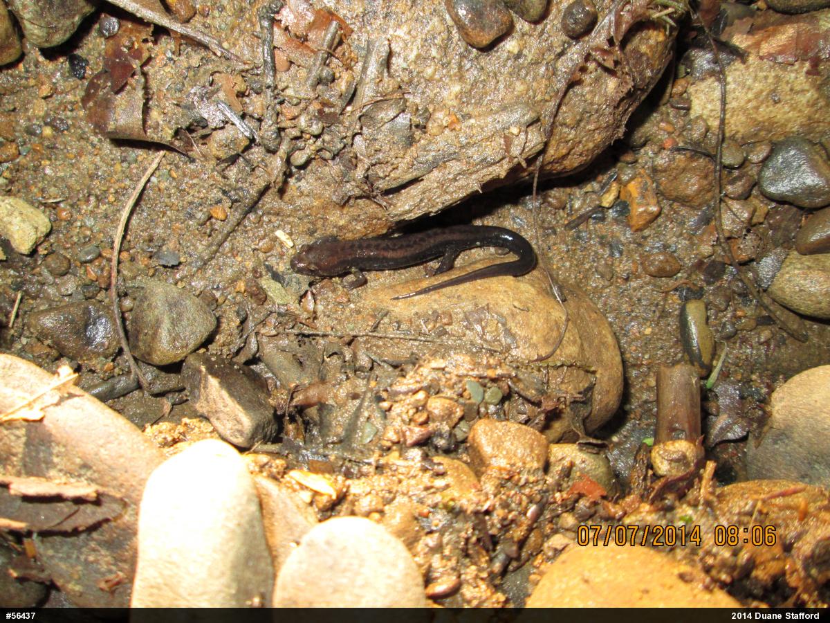 Allegheny Mountain Dusky Salamander