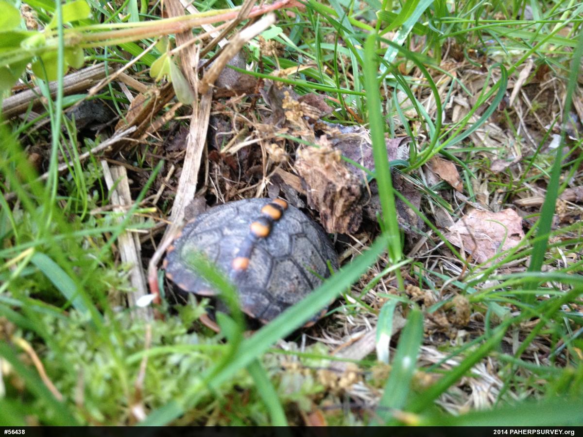 Eastern Box Turtle