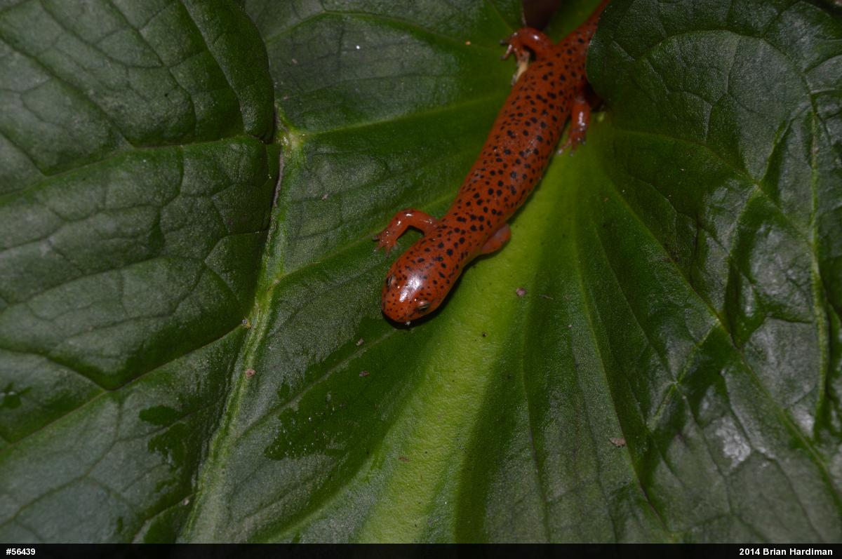 Northern Red Salamander