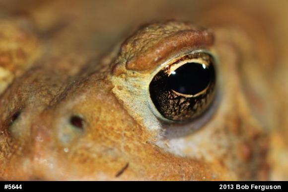 Eastern American Toad