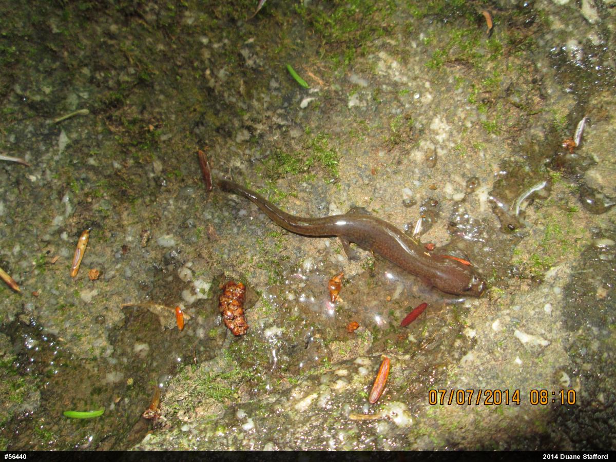 Northern Spring Salamander