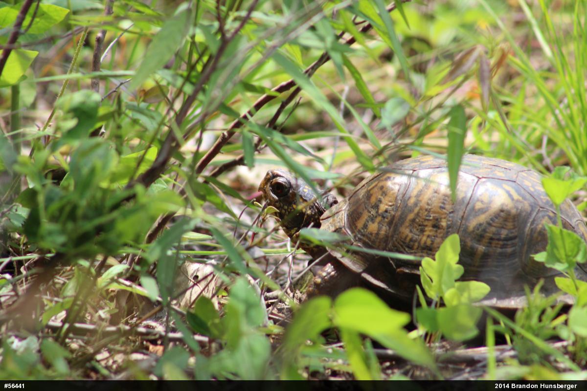 Eastern Box Turtle