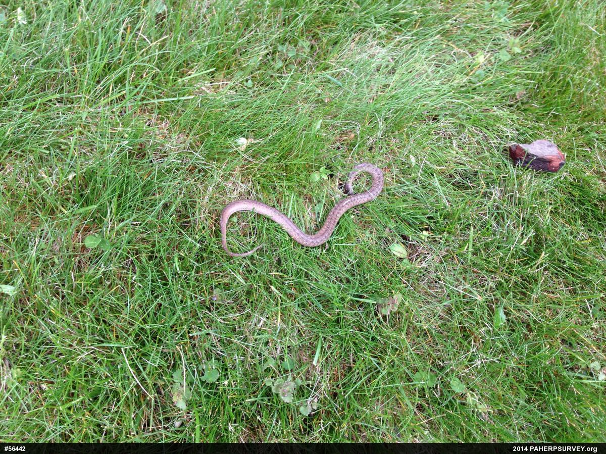 Dekay's Brownsnake
