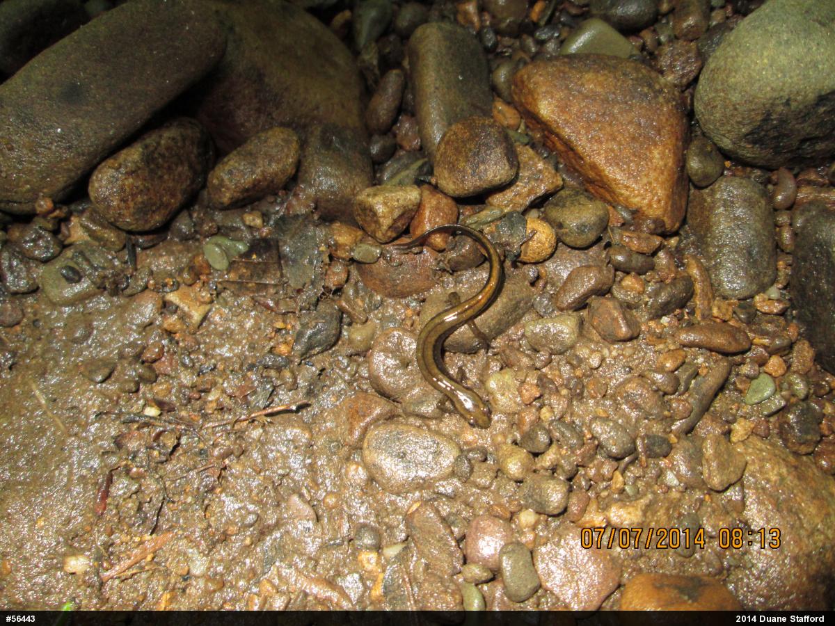Northern Two-lined Salamander