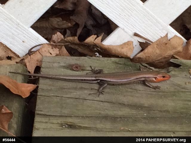 Common Five-lined Skink
