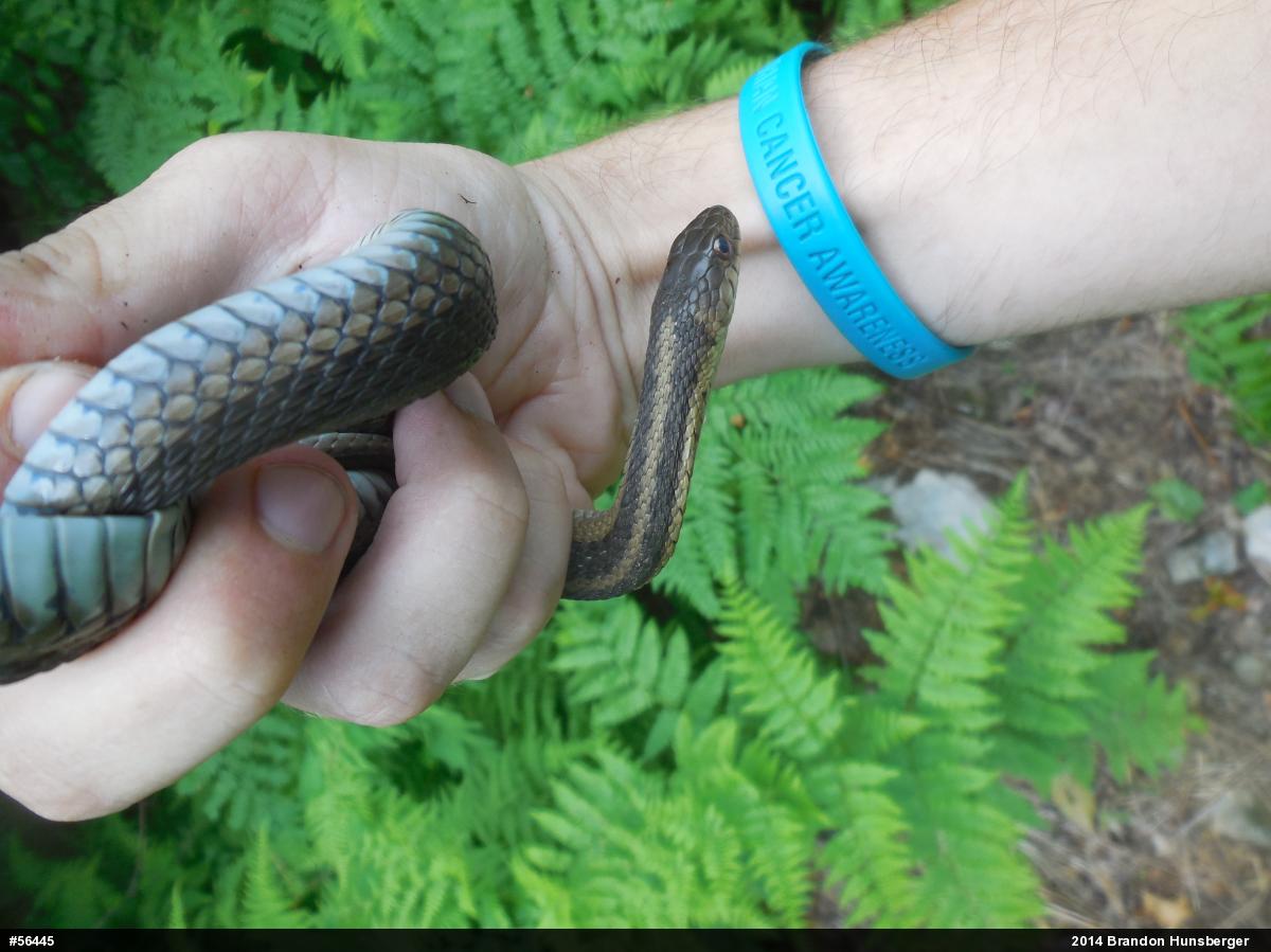 Eastern Gartersnake