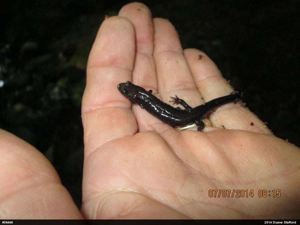 Allegheny Mountain Dusky Salamander