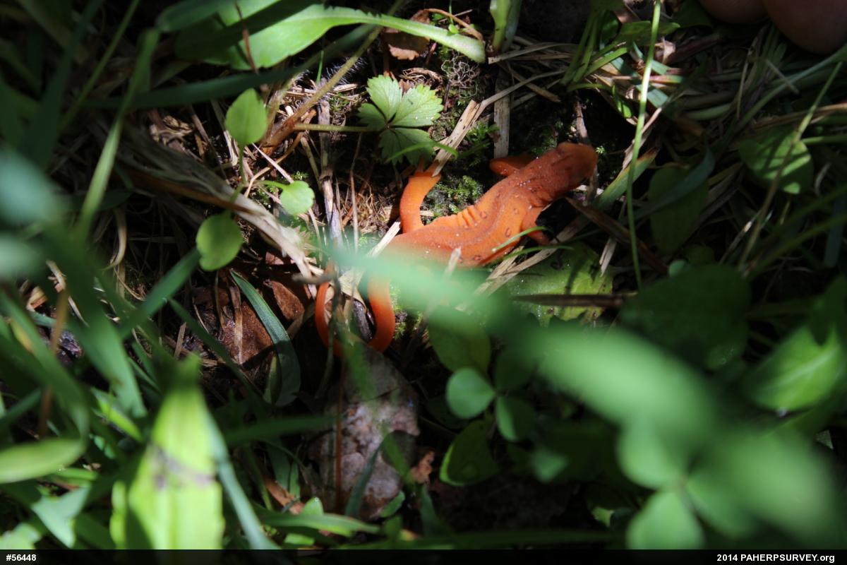 Red-spotted Newt