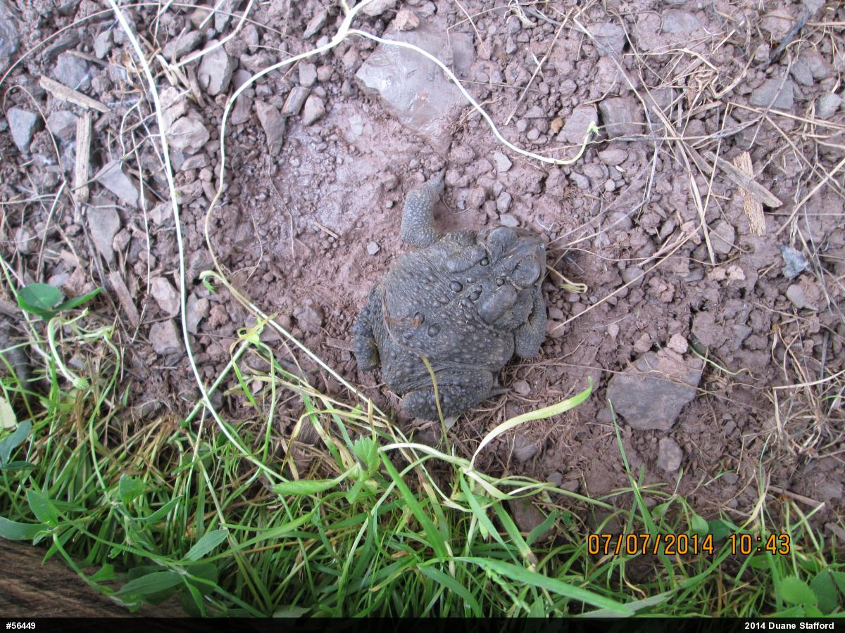Eastern American Toad