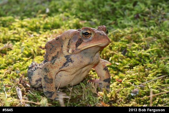 Eastern American Toad