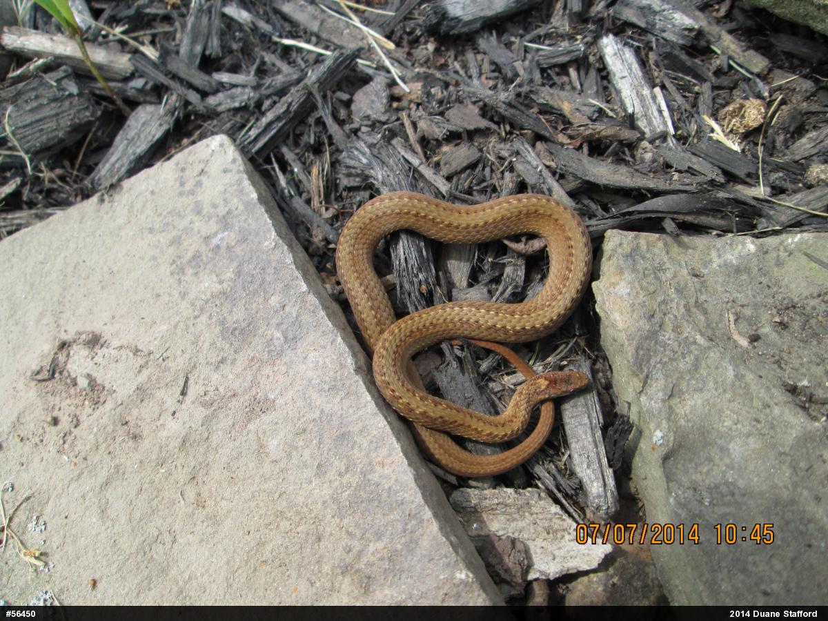 Red-bellied Snake