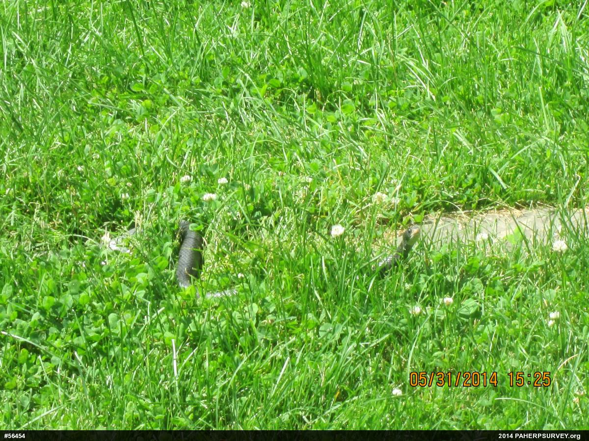 Northern Black Racer