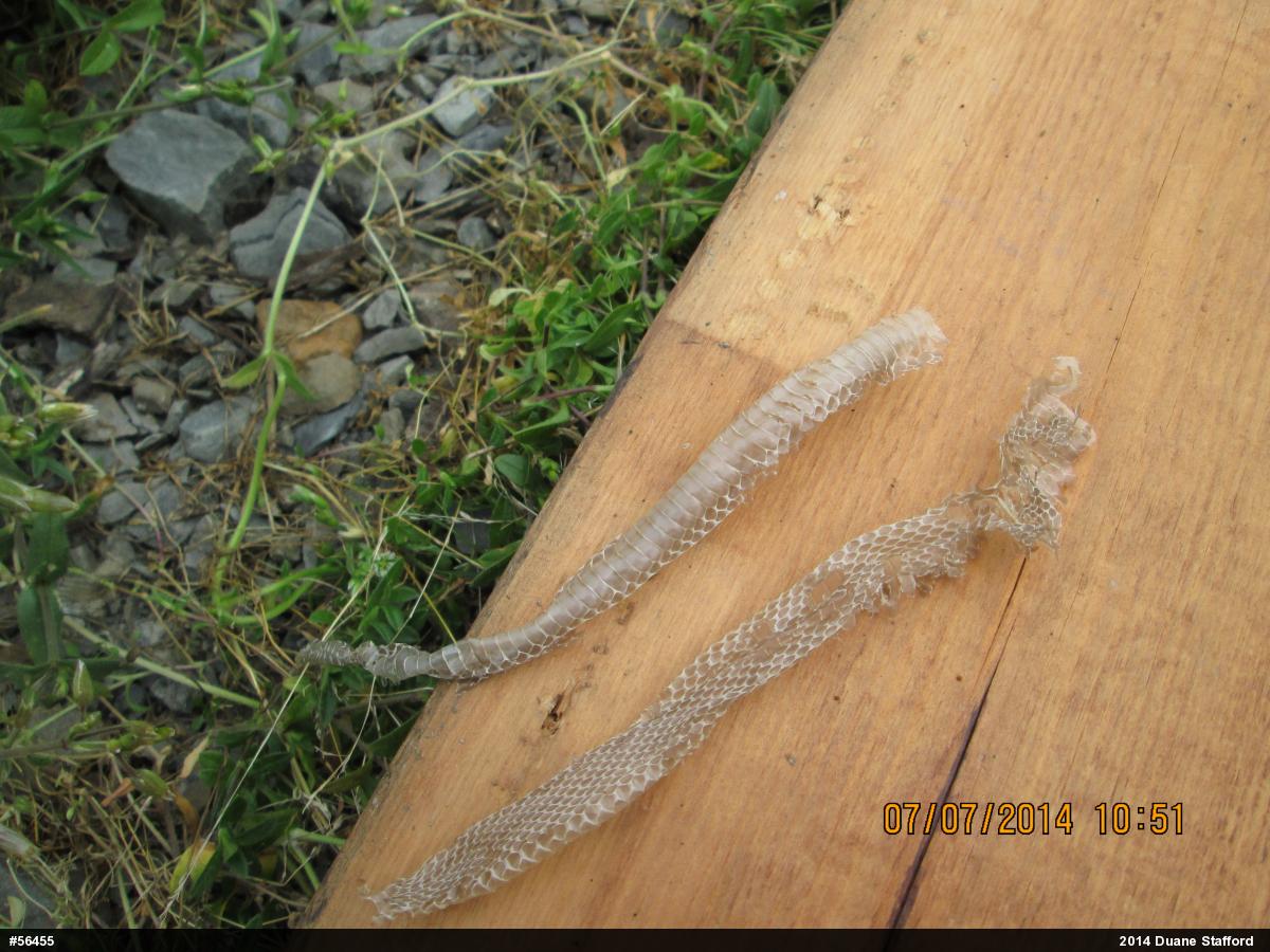 Eastern Gartersnake