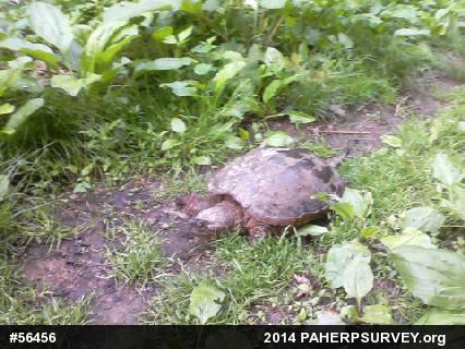 Snapping Turtle