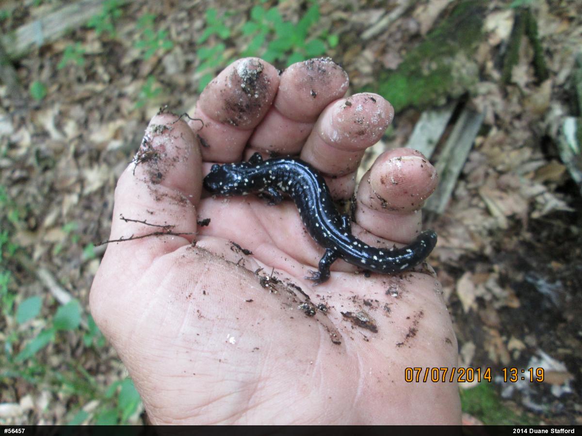 Northern Slimy Salamander
