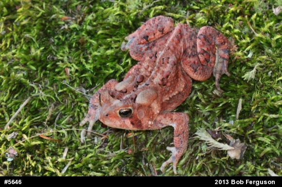 Eastern American Toad