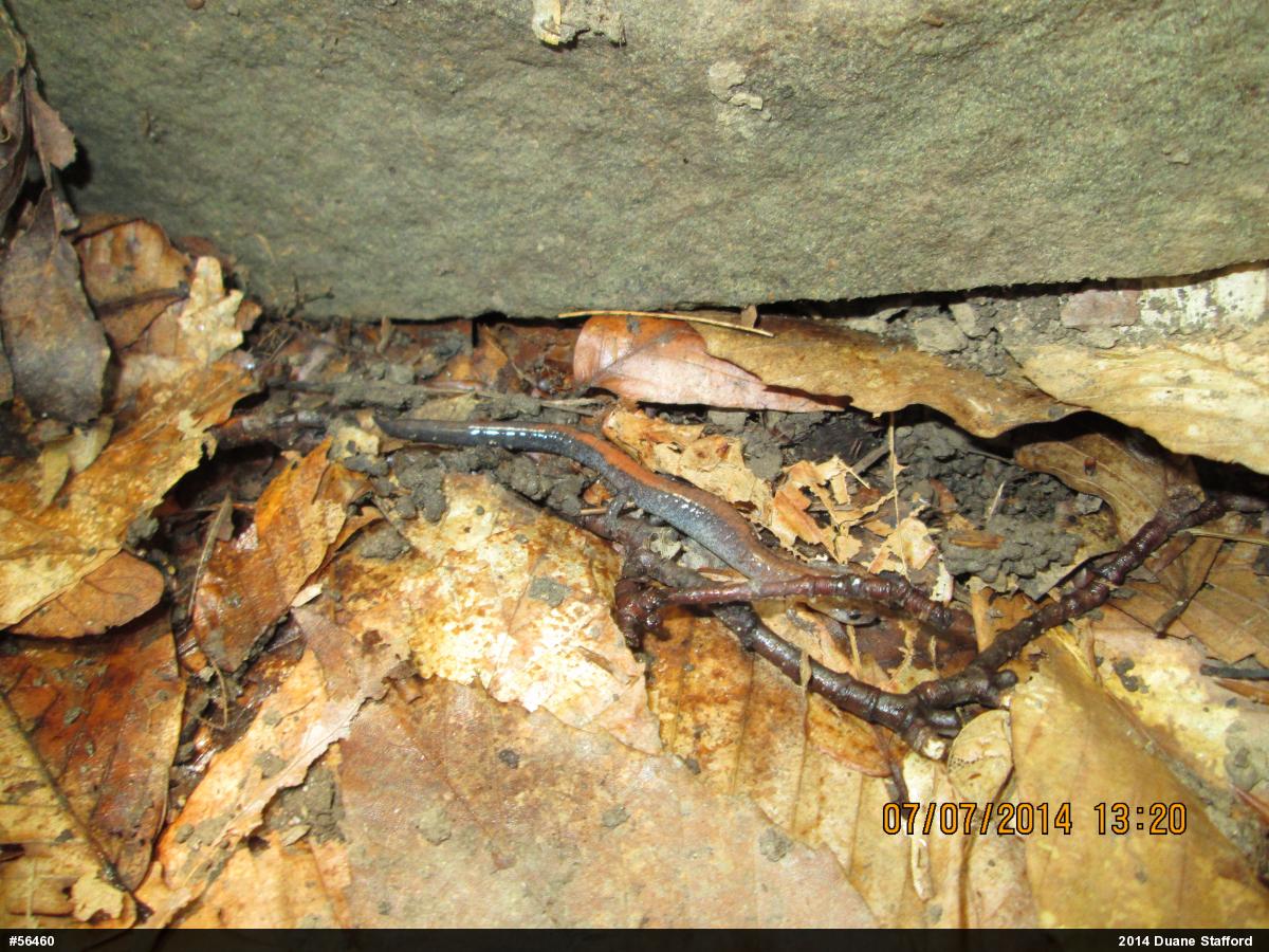 Eastern Red-backed  Salamander