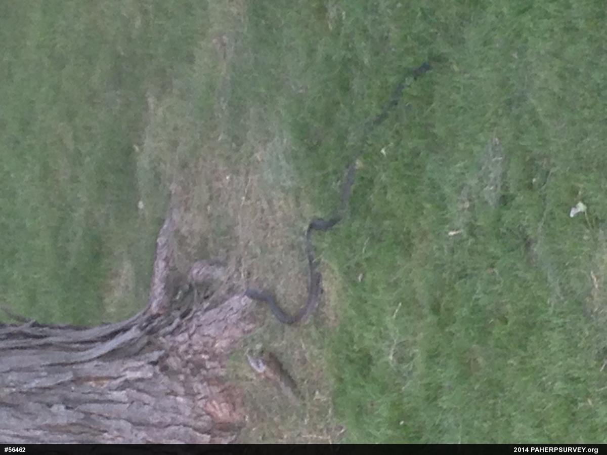 Eastern Ratsnake