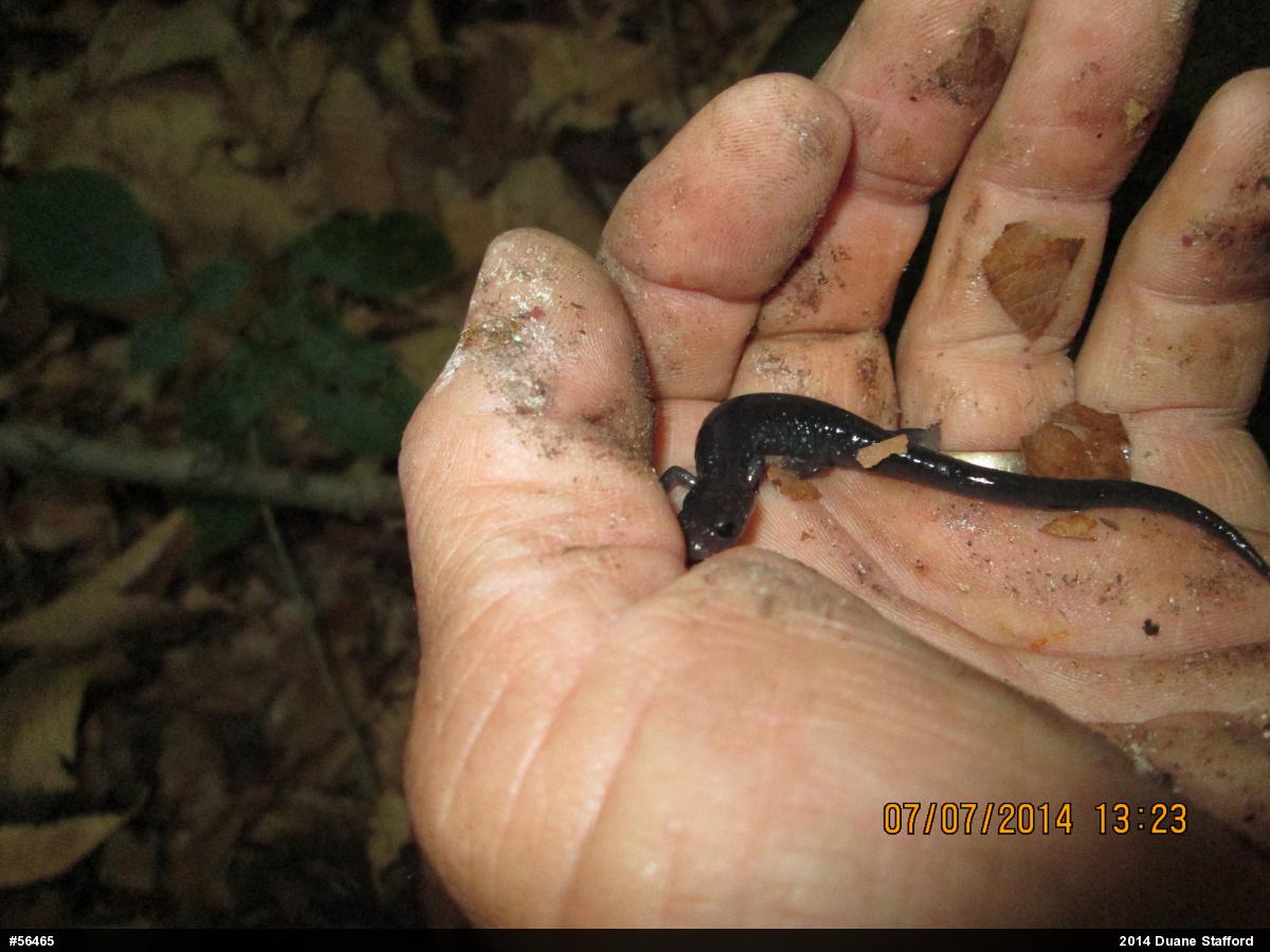 Wehrle's Salamander