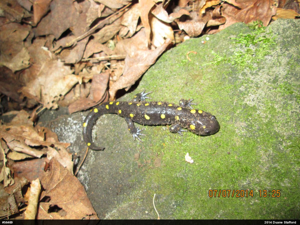 Spotted Salamander