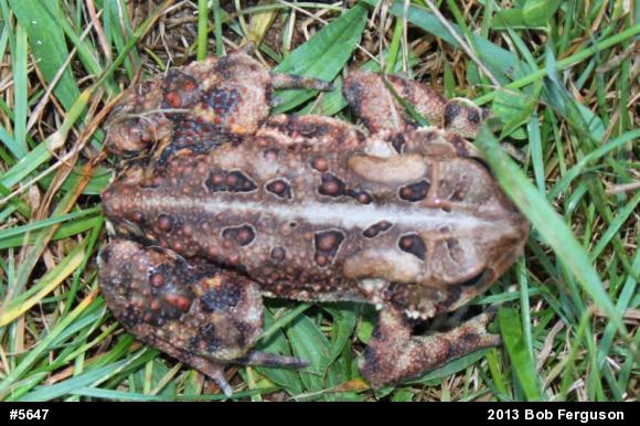 Eastern American Toad