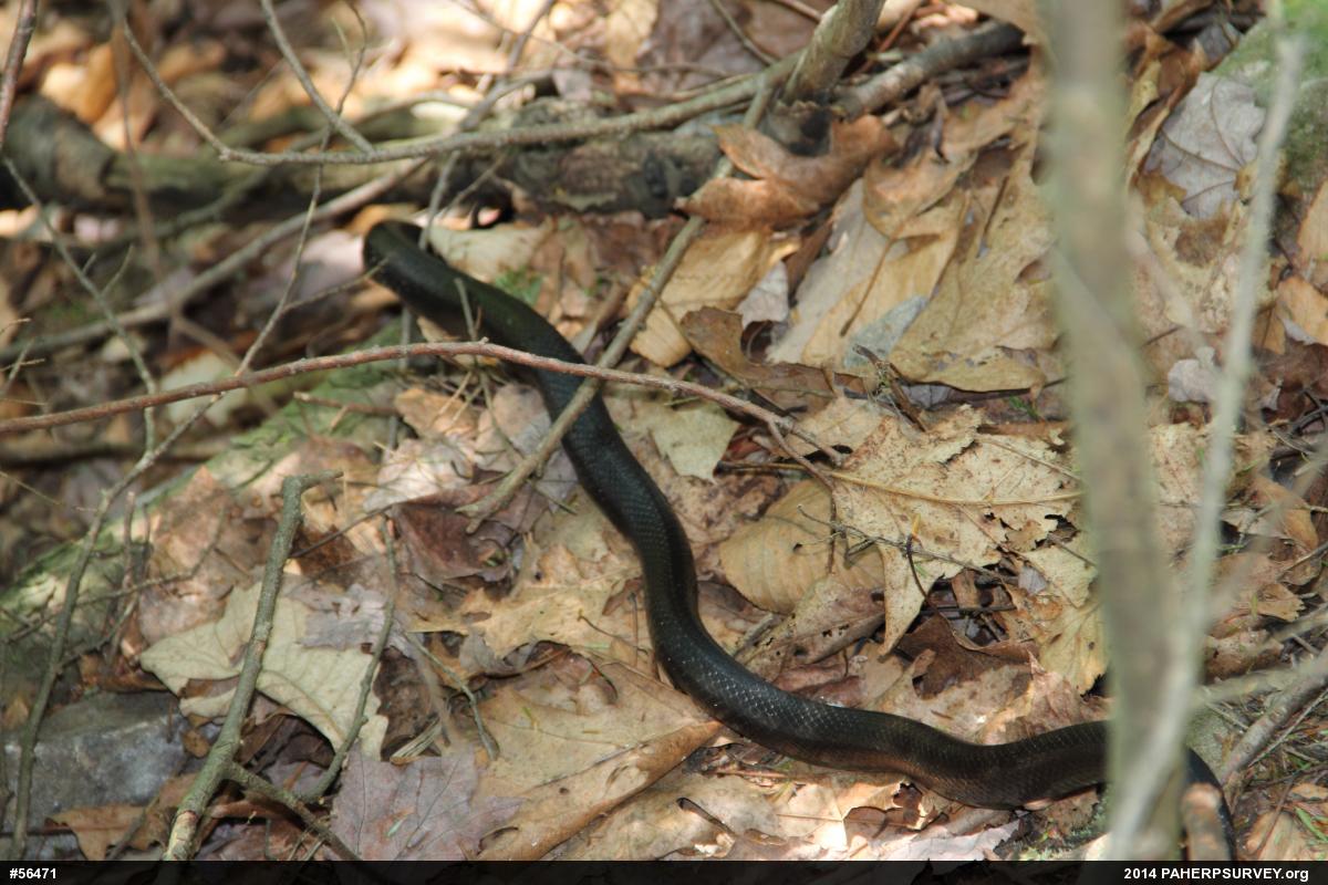 Eastern Ratsnake