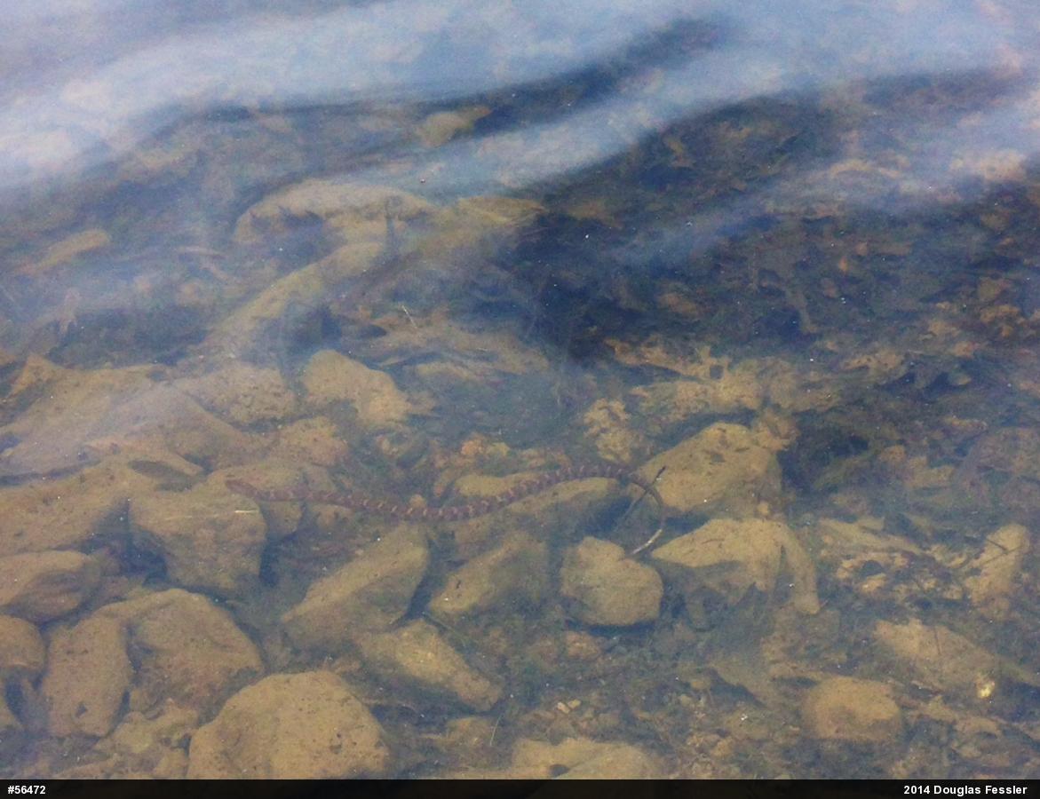 Northern Watersnake
