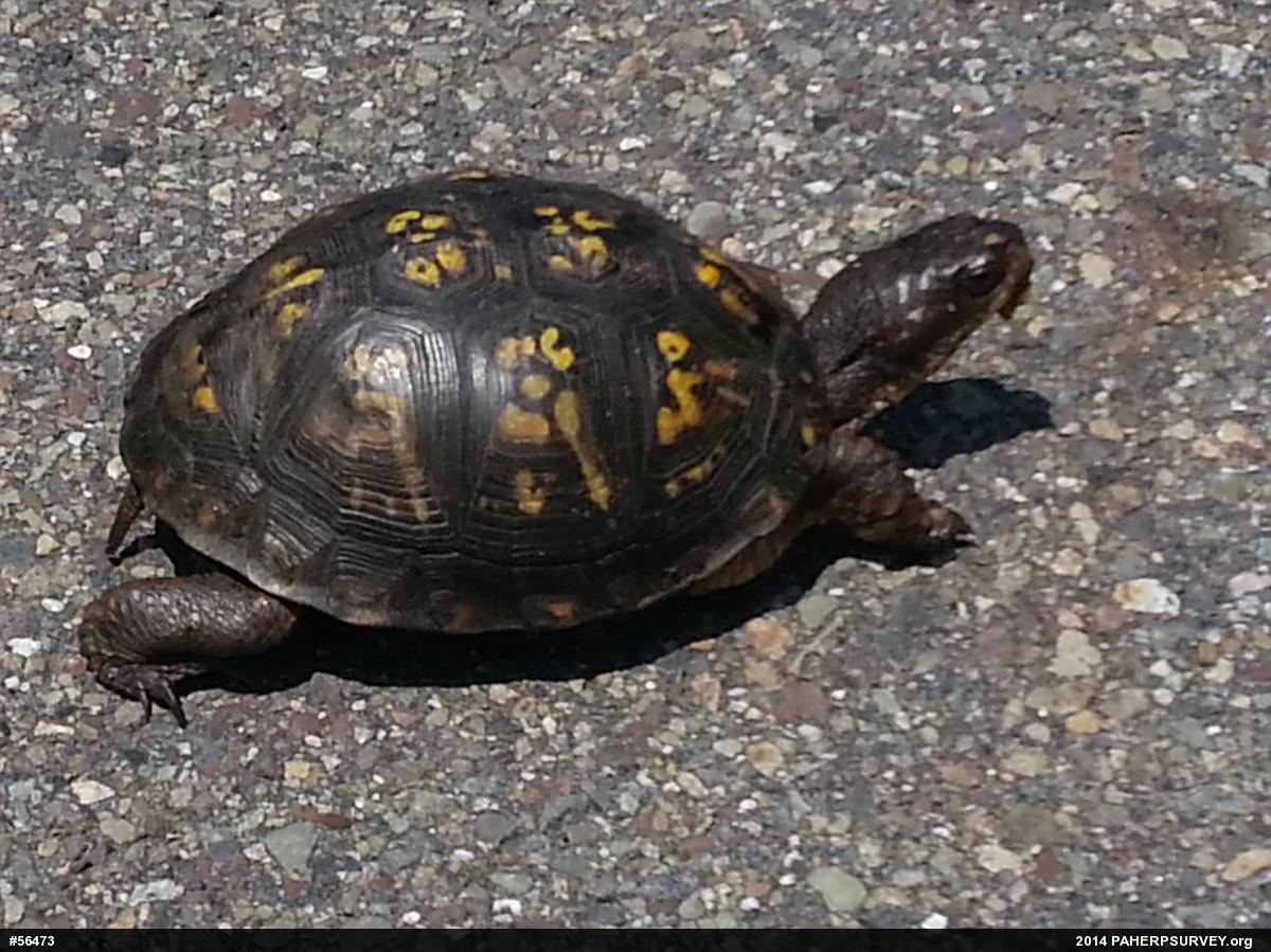 Eastern Box Turtle