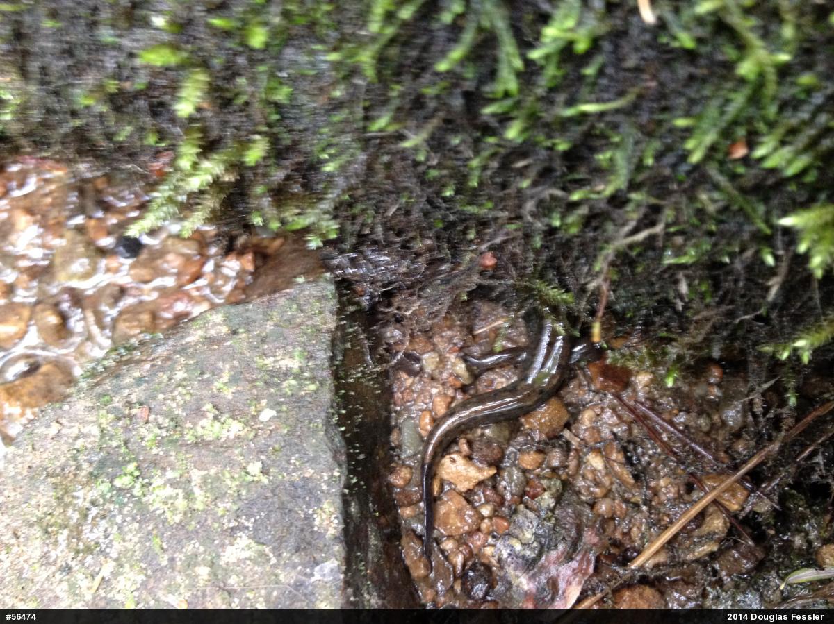 Northern Dusky Salamander