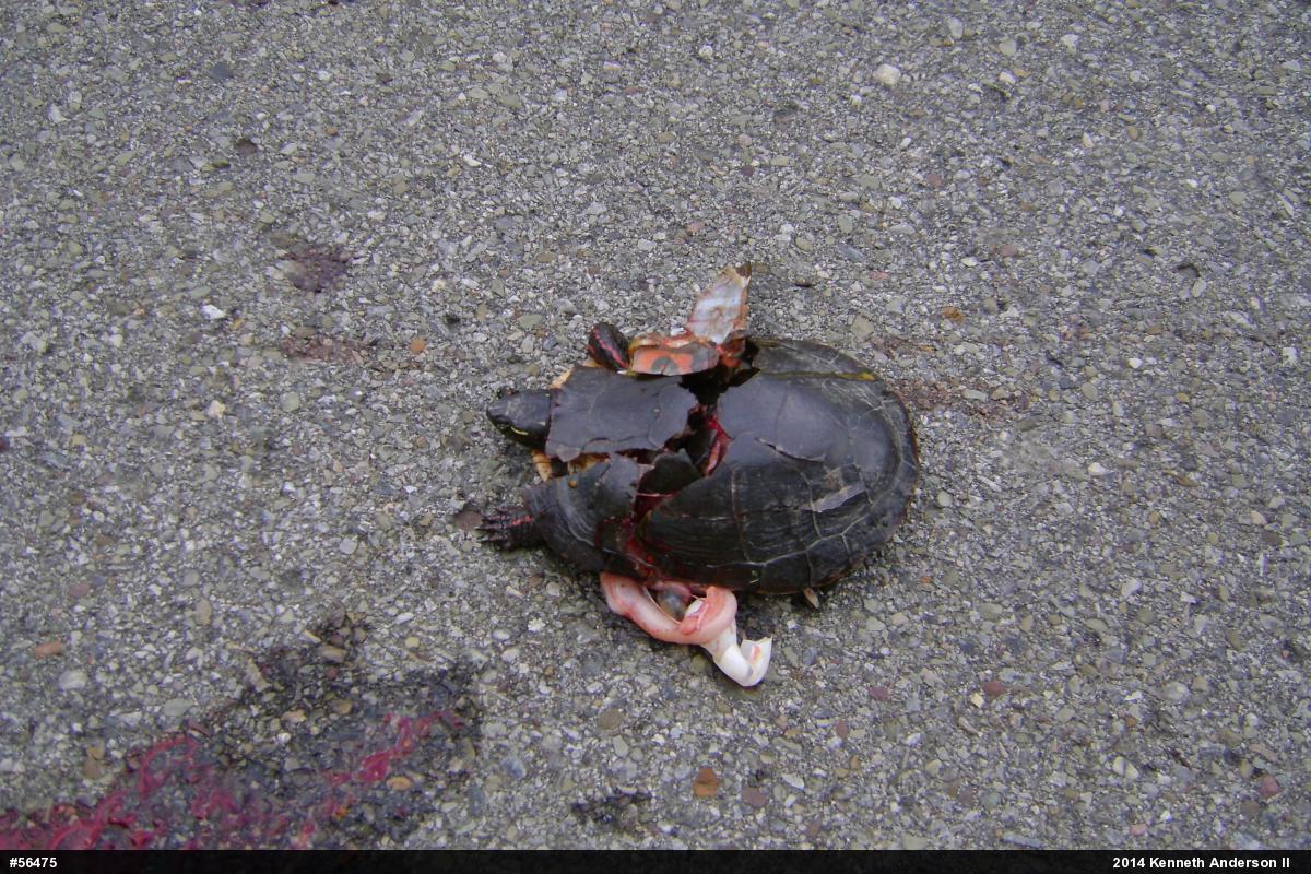 Midland Painted Turtle