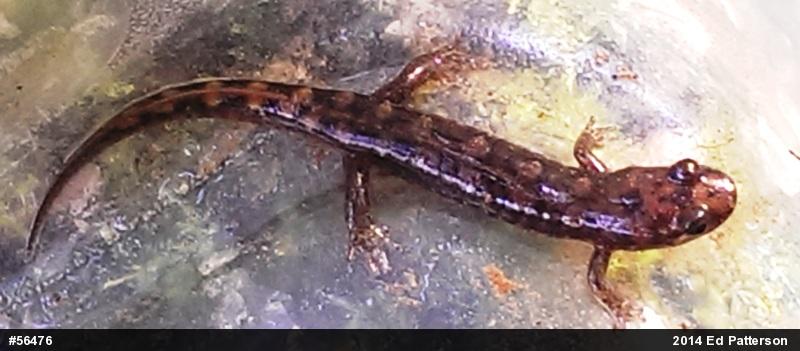 Seal Salamander