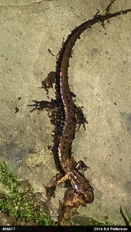 Allegheny Mountain Dusky Salamander