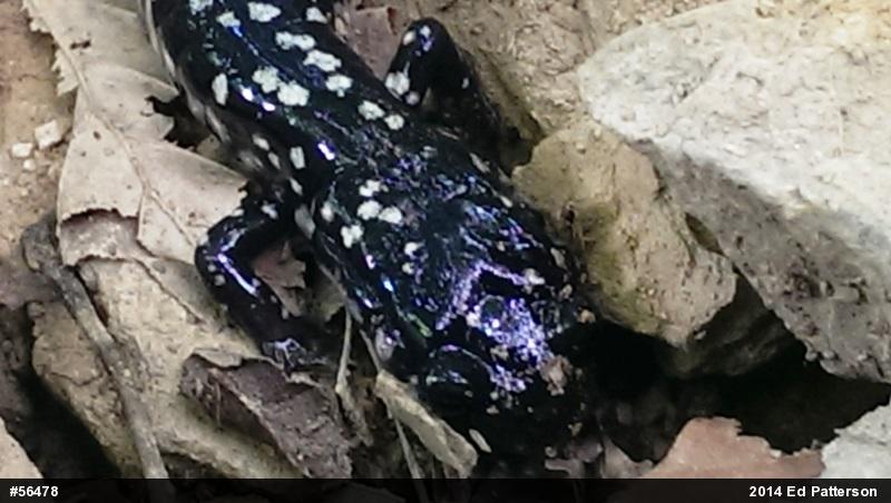 Northern Slimy Salamander
