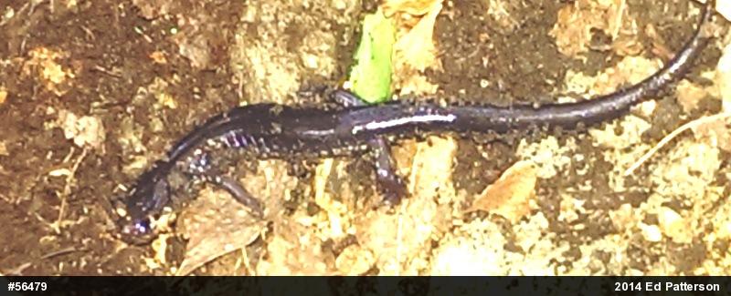 Wehrle's Salamander