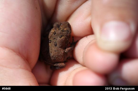 Eastern American Toad