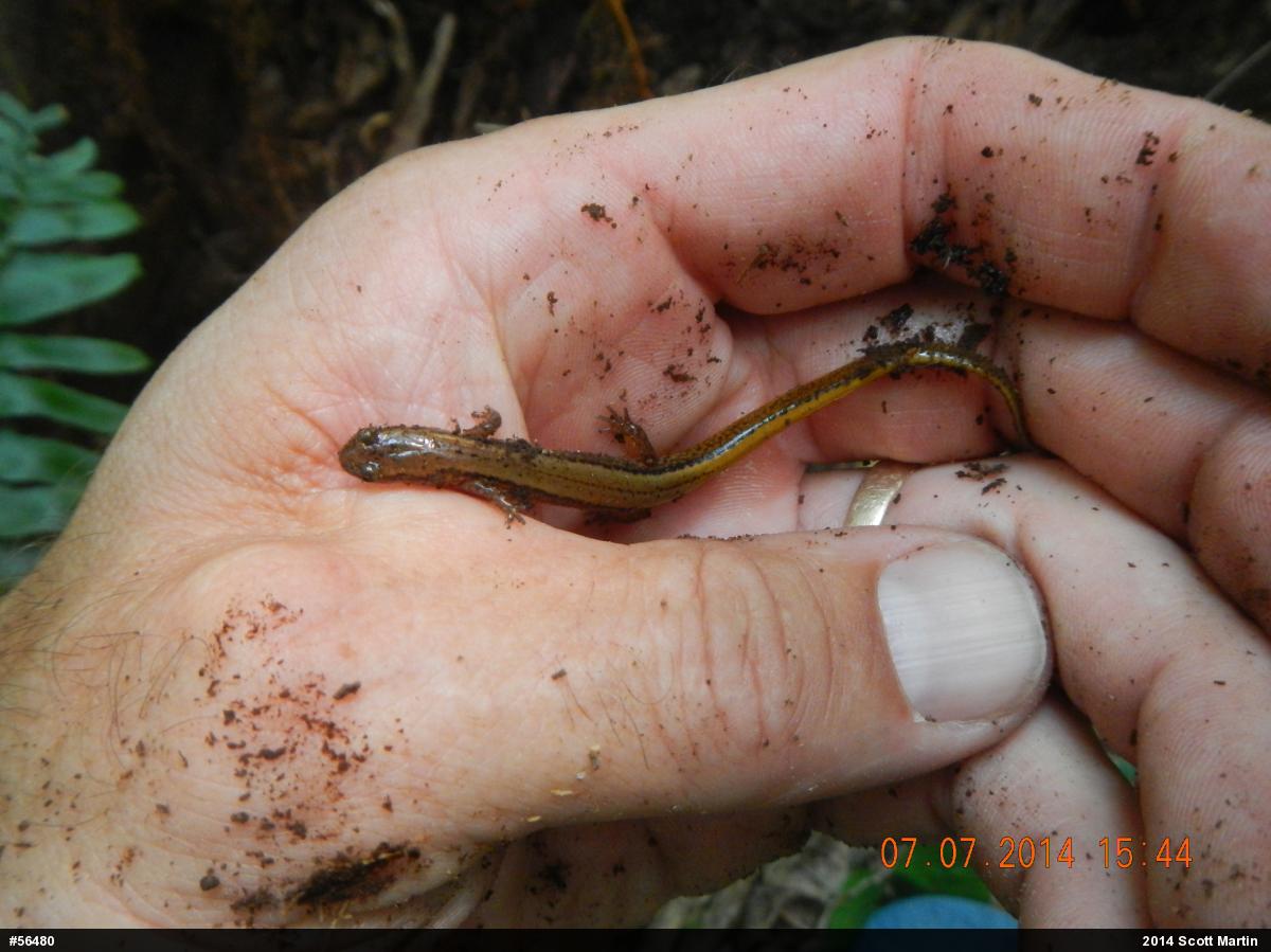 Northern Two-lined Salamander