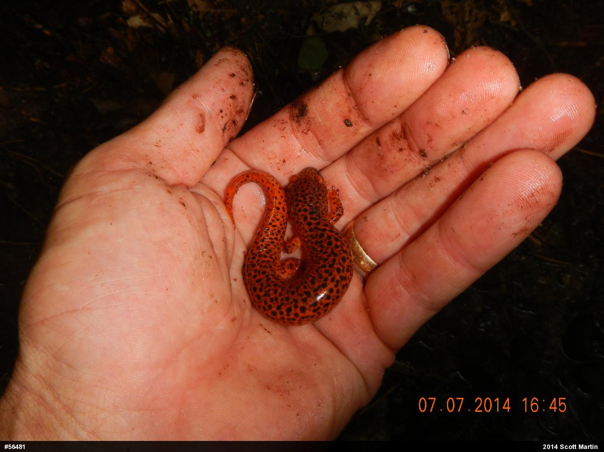 Northern Red Salamander