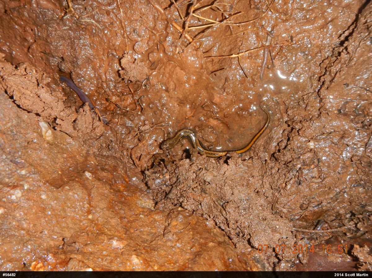 Northern Two-lined Salamander