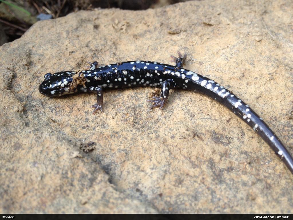 Northern Slimy Salamander